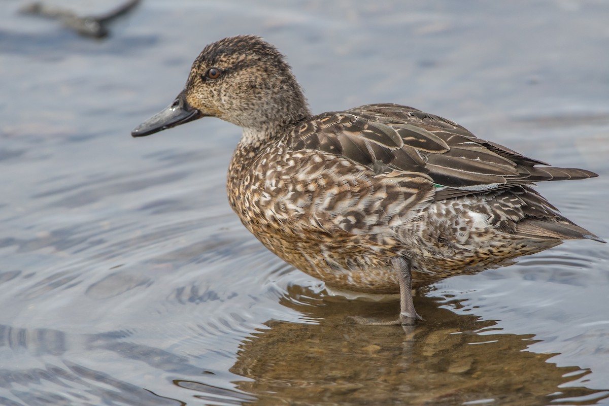 Green-winged Teal - ML88109761