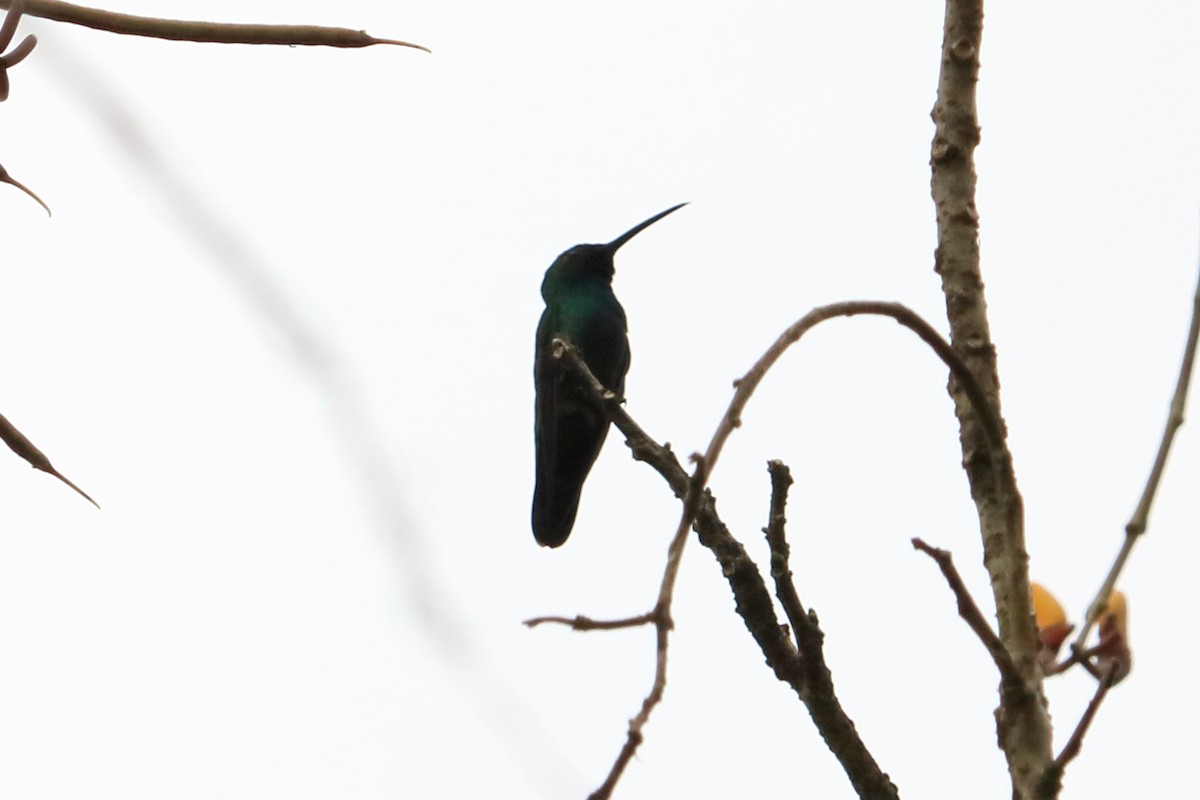 hummingbird sp. - ML88109771