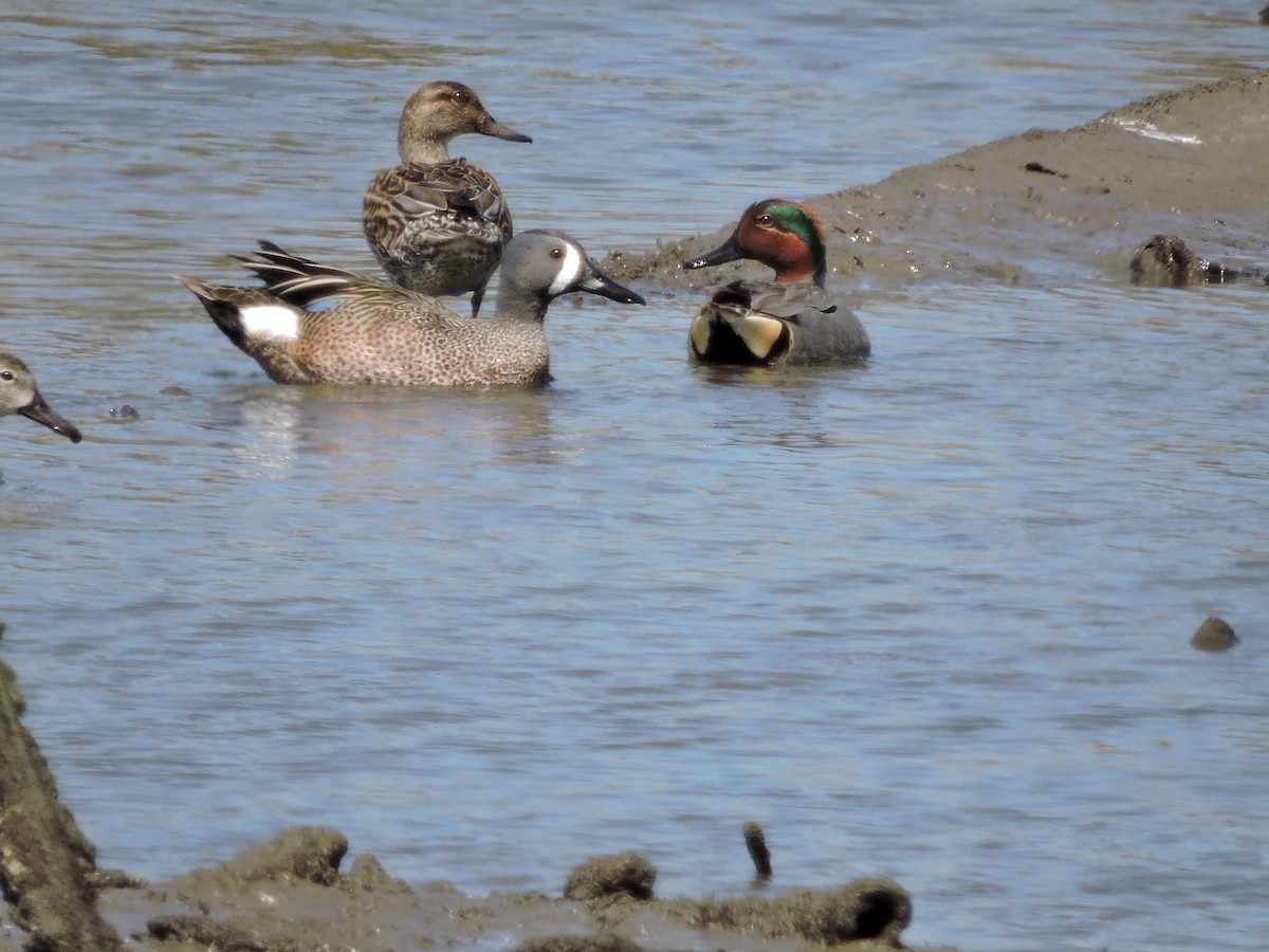 Green-winged Teal - Cathy DiSalvo