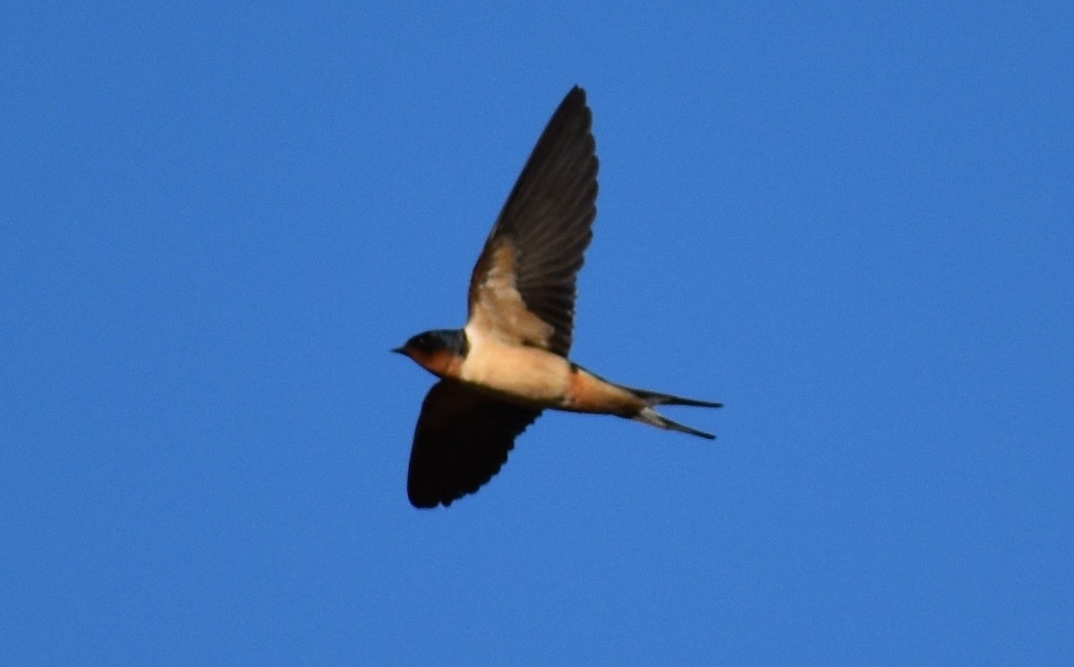 Barn Swallow - ML88113401