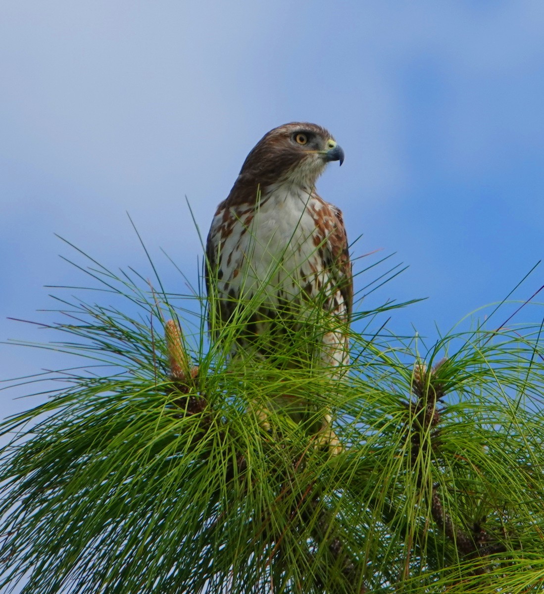 Red-tailed Hawk - Kathie Rosse