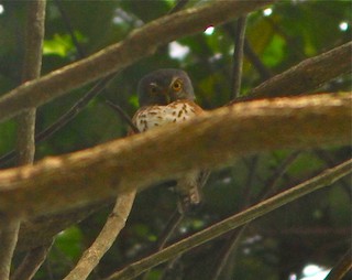  - Red-chested Owlet