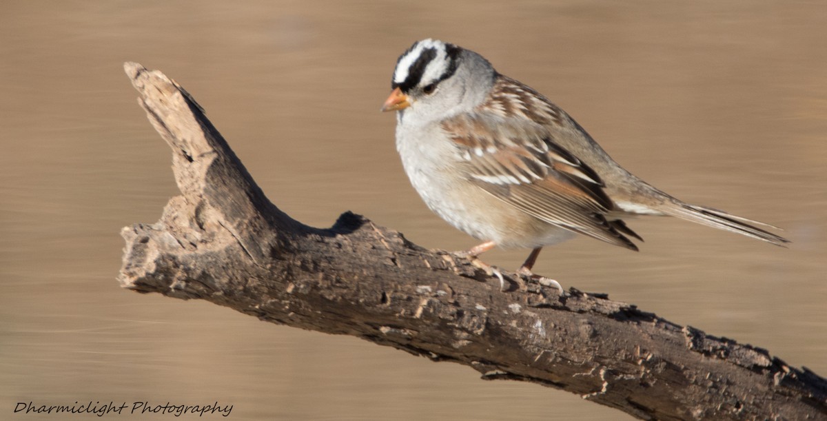 White-crowned Sparrow - Susan Nagi
