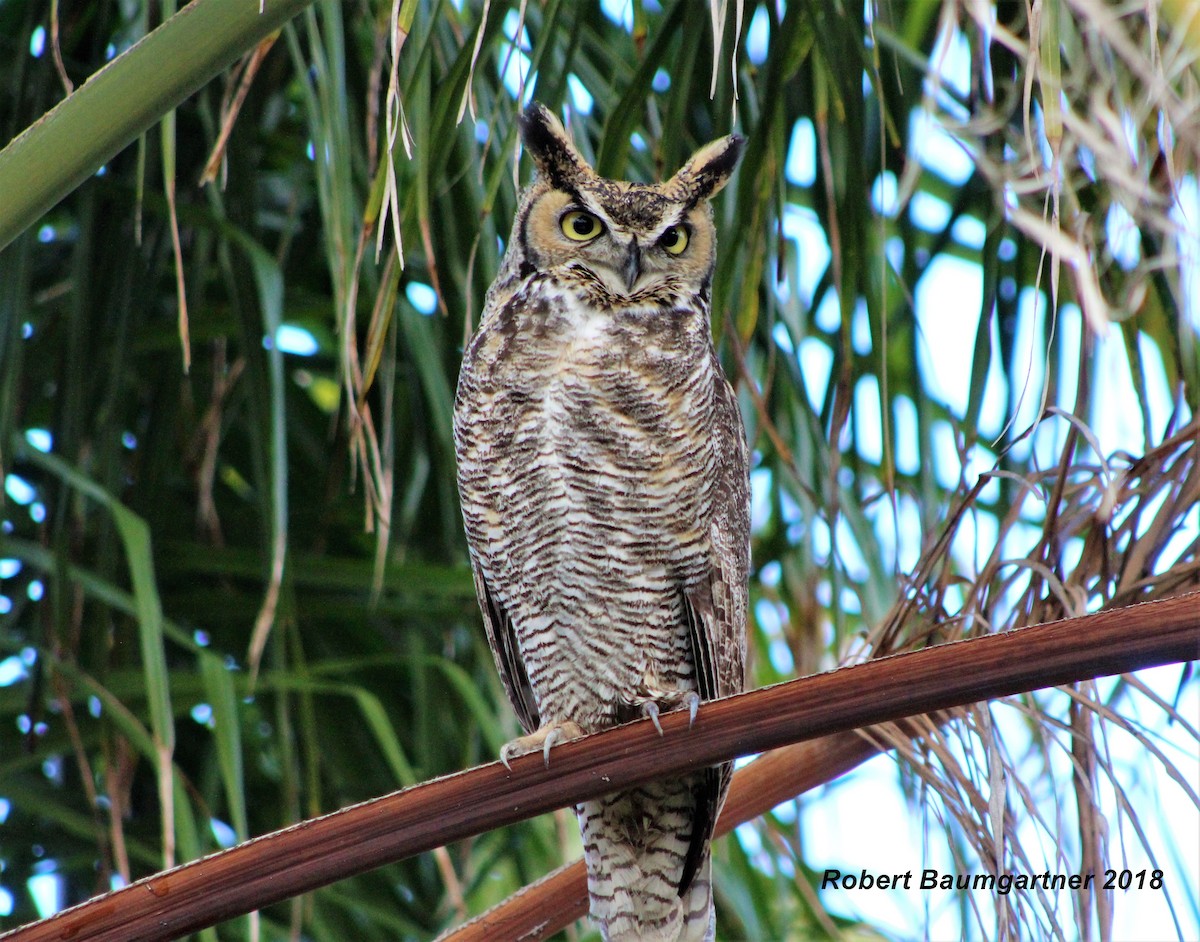 Great Horned Owl - ML88119391