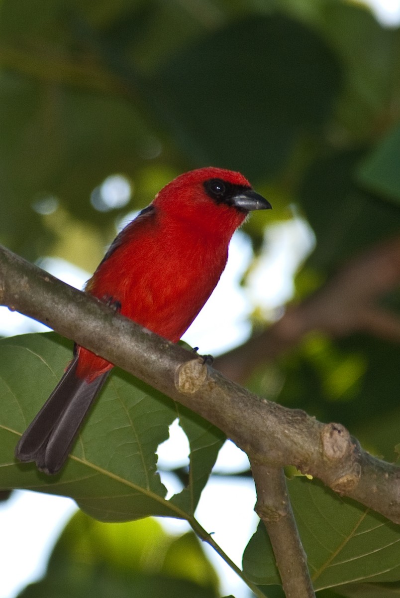 White-winged Tanager - ML88119651