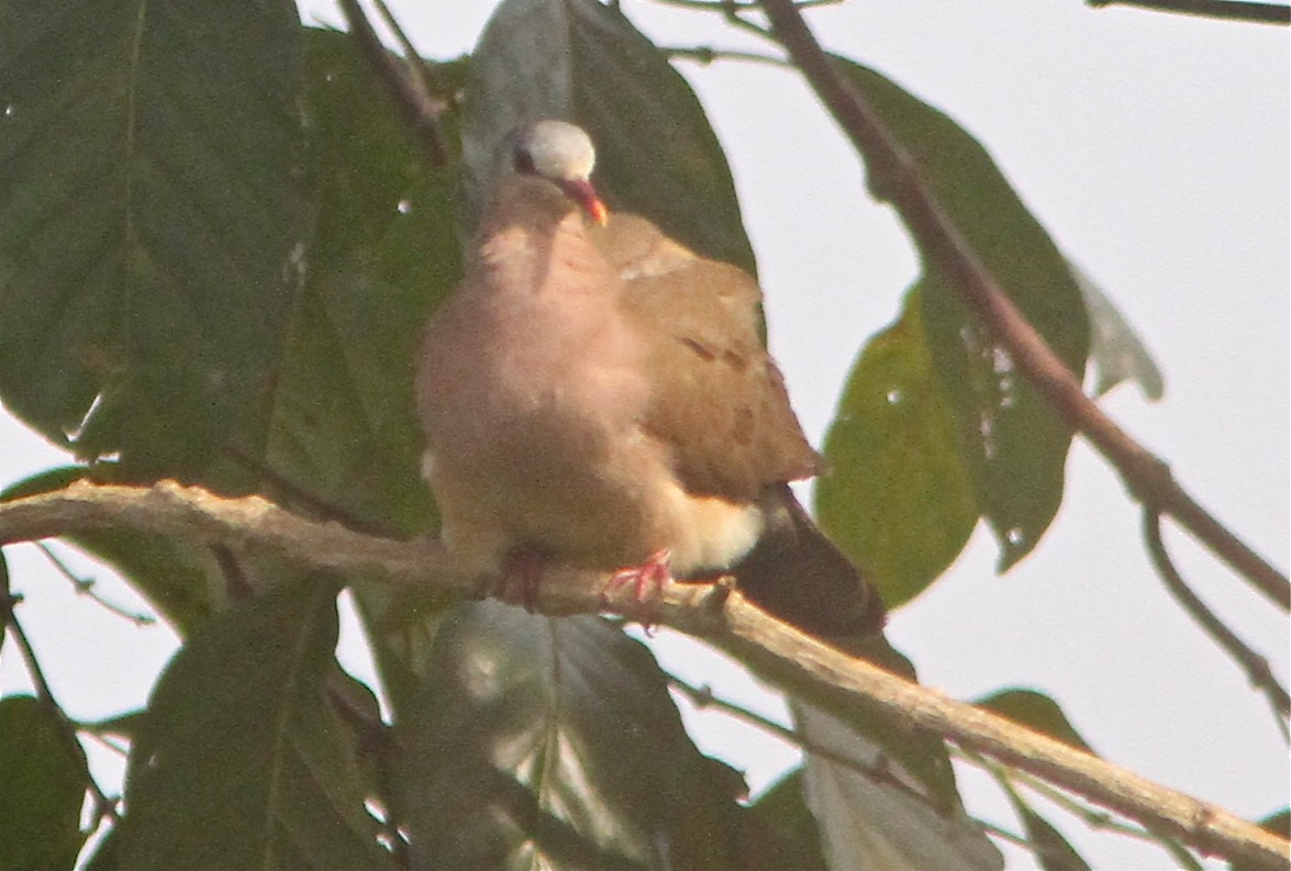 Blue-spotted Wood-Dove - ML88120341