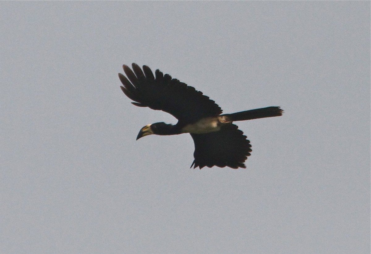 West African Pied Hornbill - Don Roberson