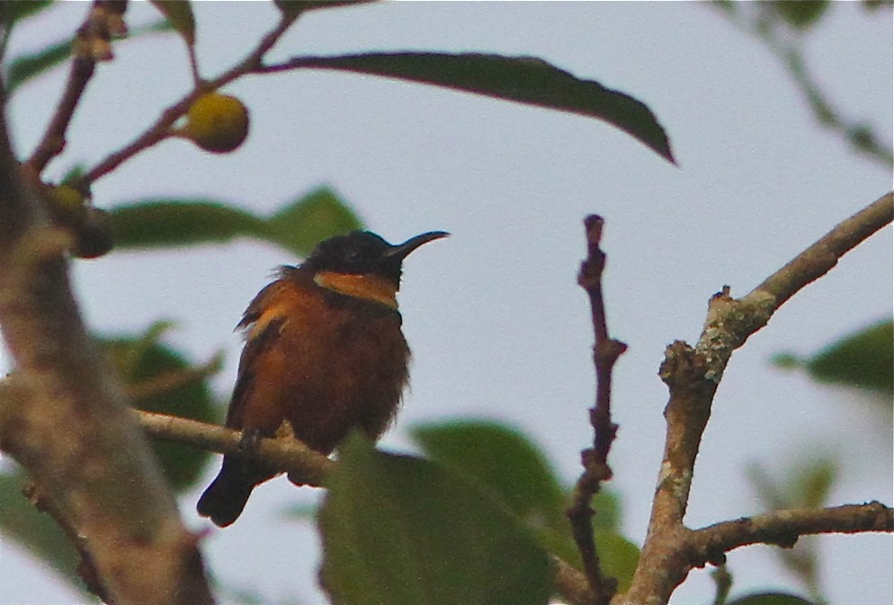 Buff-throated Sunbird - ML88121631