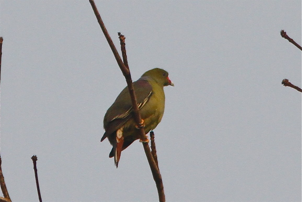 African Green-Pigeon - Don Roberson