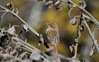  - Ochre-browed Thistletail