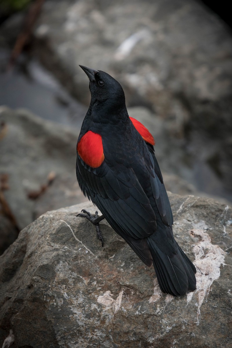 Red-winged Blackbird - ML88127061
