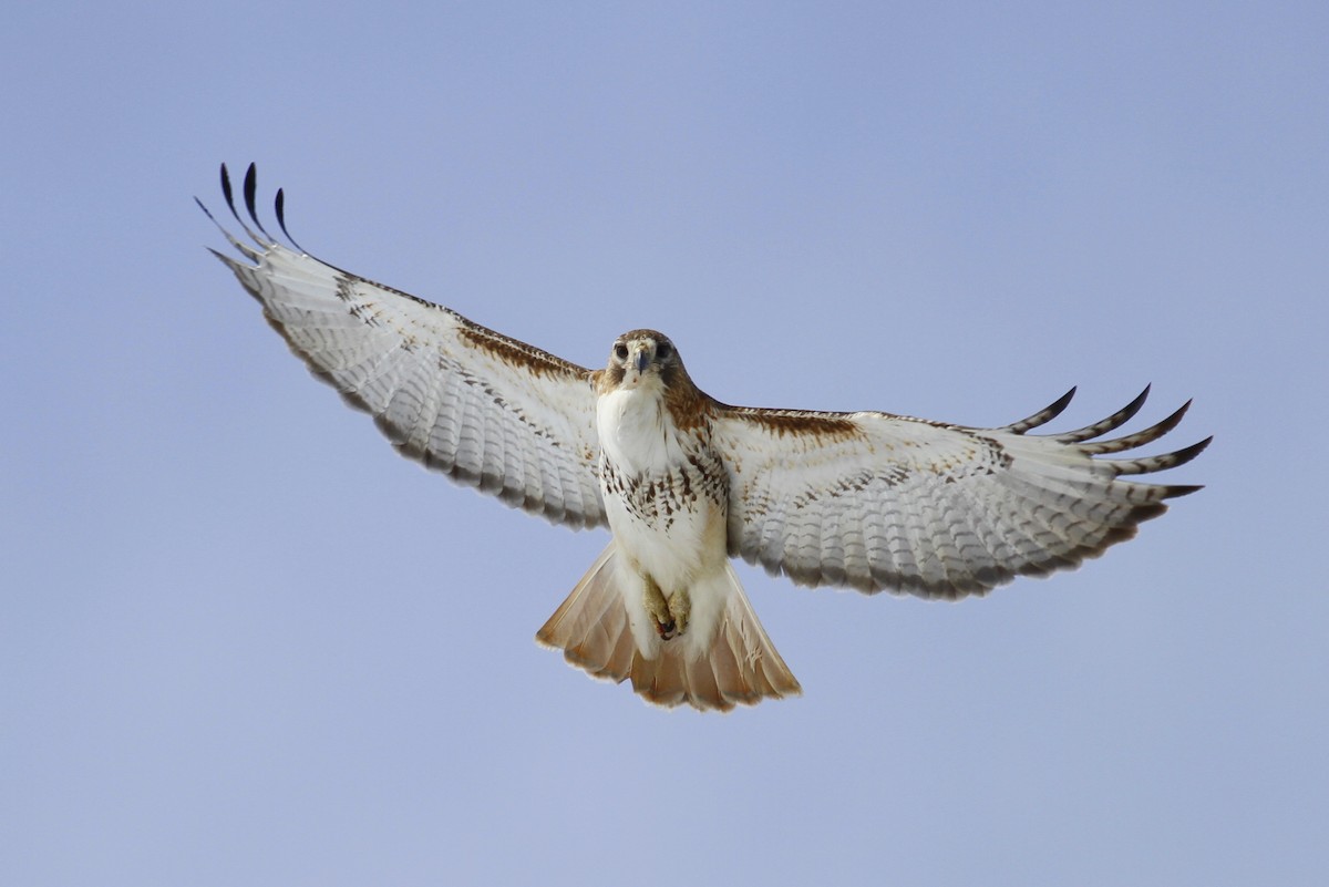 Red-tailed Hawk - Jim Tarolli