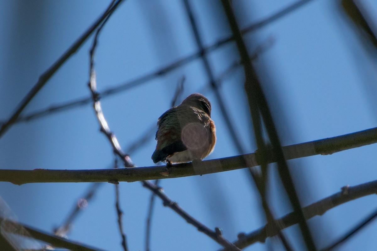 Allen's Hummingbird - Mark Schulist