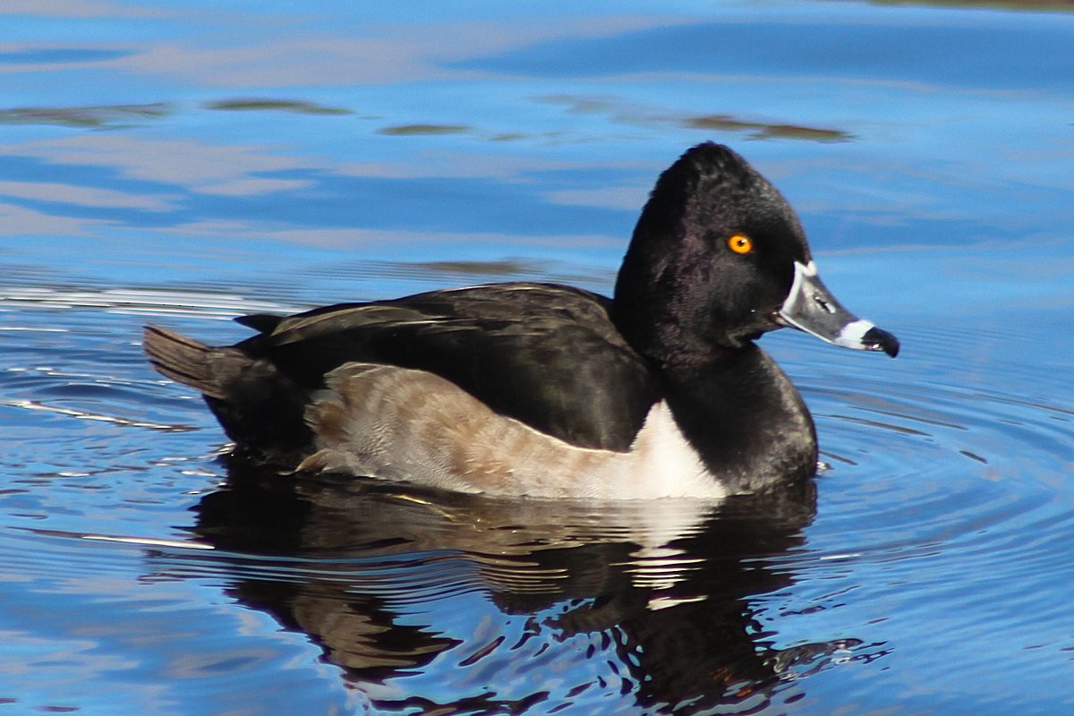 Ring-necked Duck - ML88128951