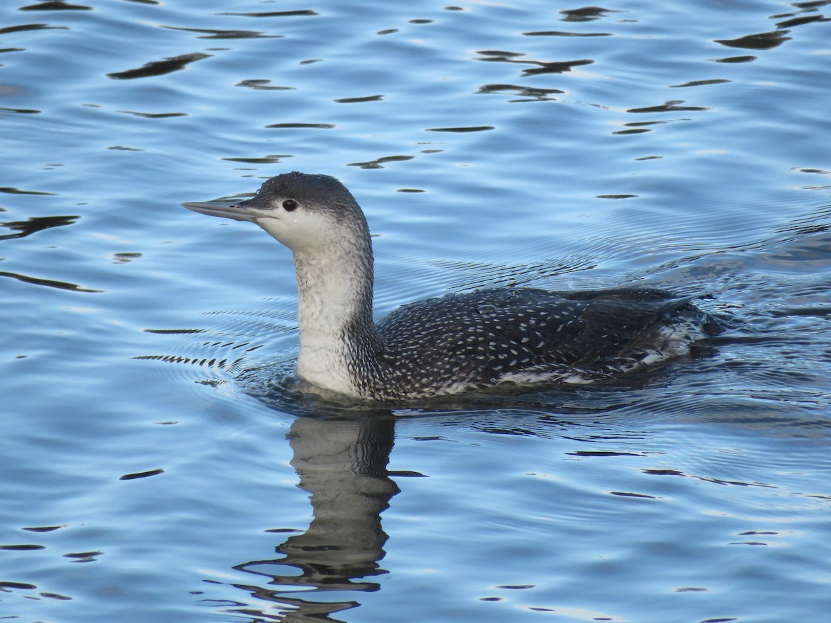Red-throated Loon - Simon Thornhill