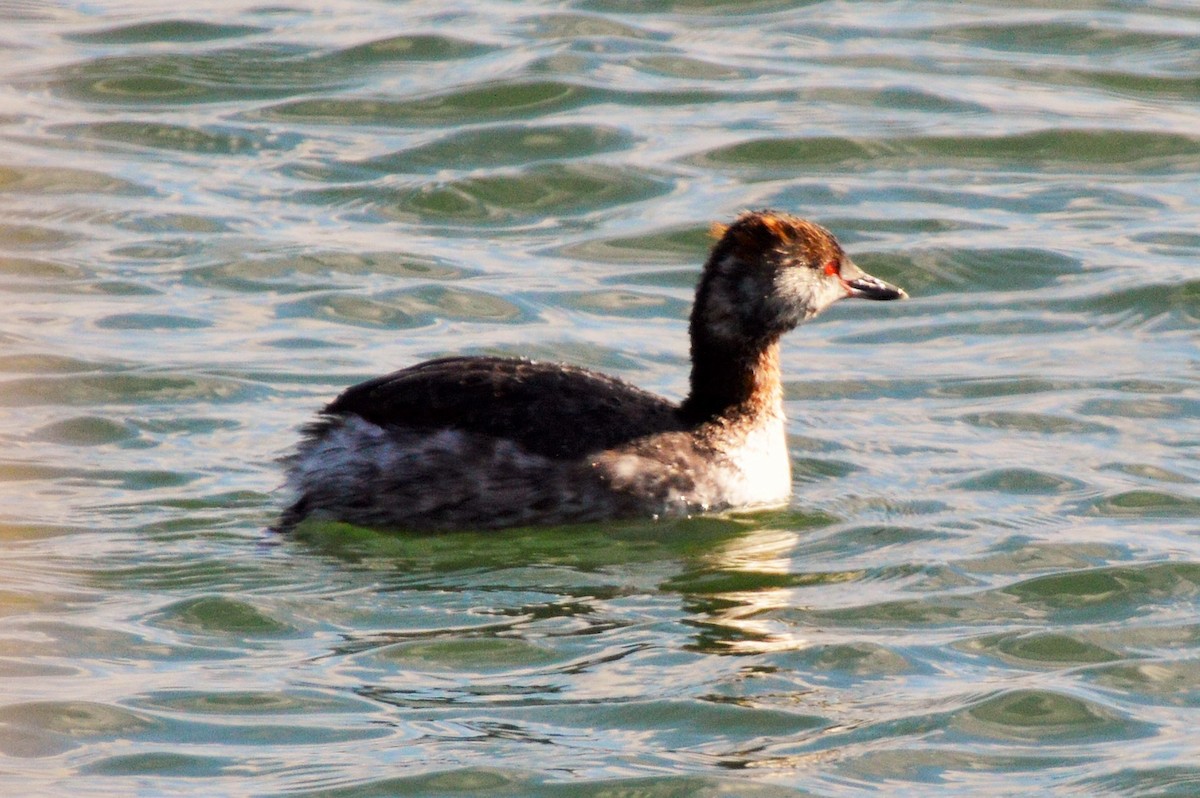 Horned Grebe - Amy Downing