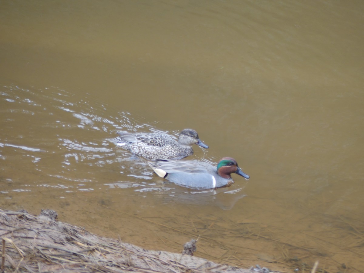 Green-winged Teal - ML88131491
