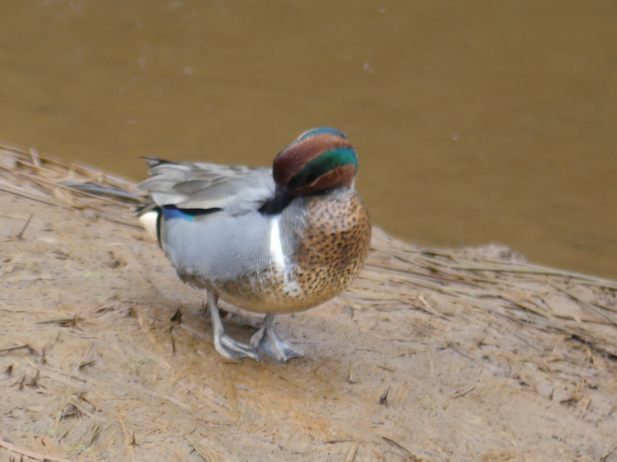 Green-winged Teal - ML88131631