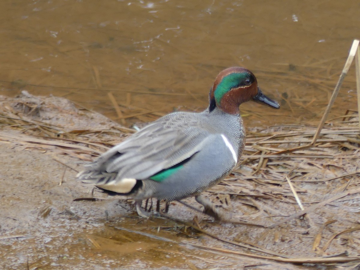 Green-winged Teal - ML88131641