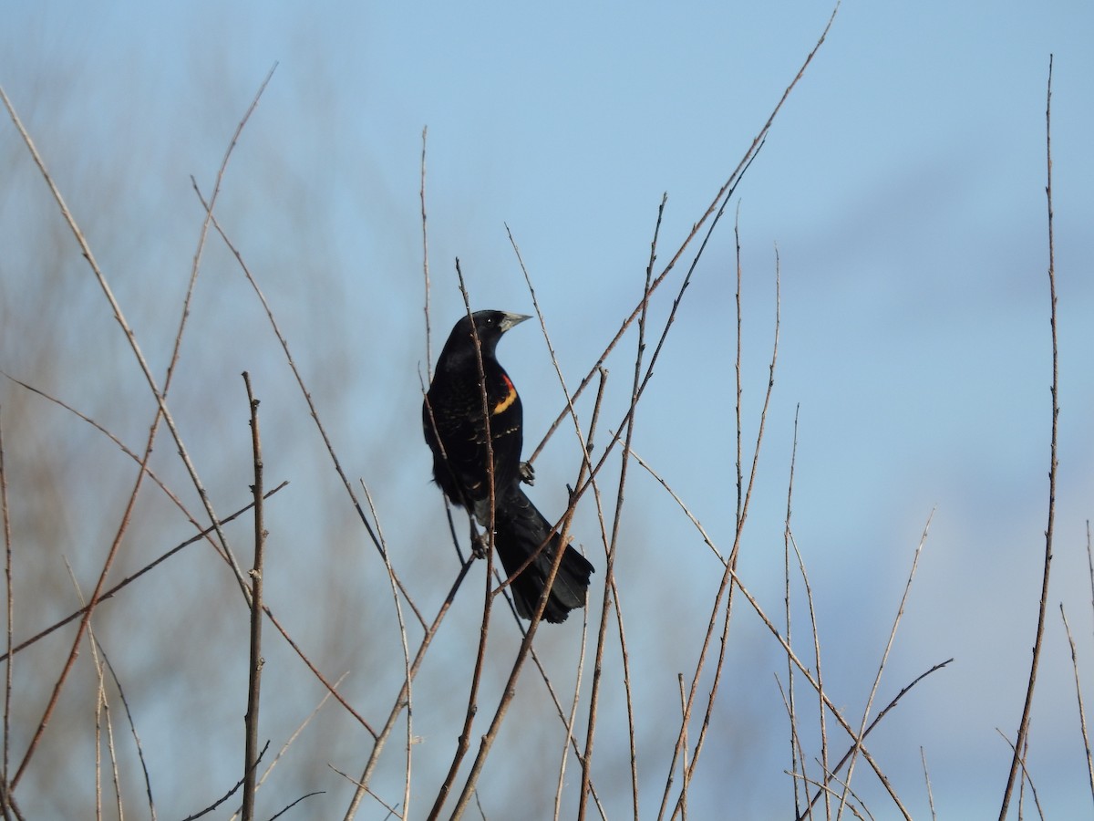 Red-winged Blackbird - Rick Luehrs