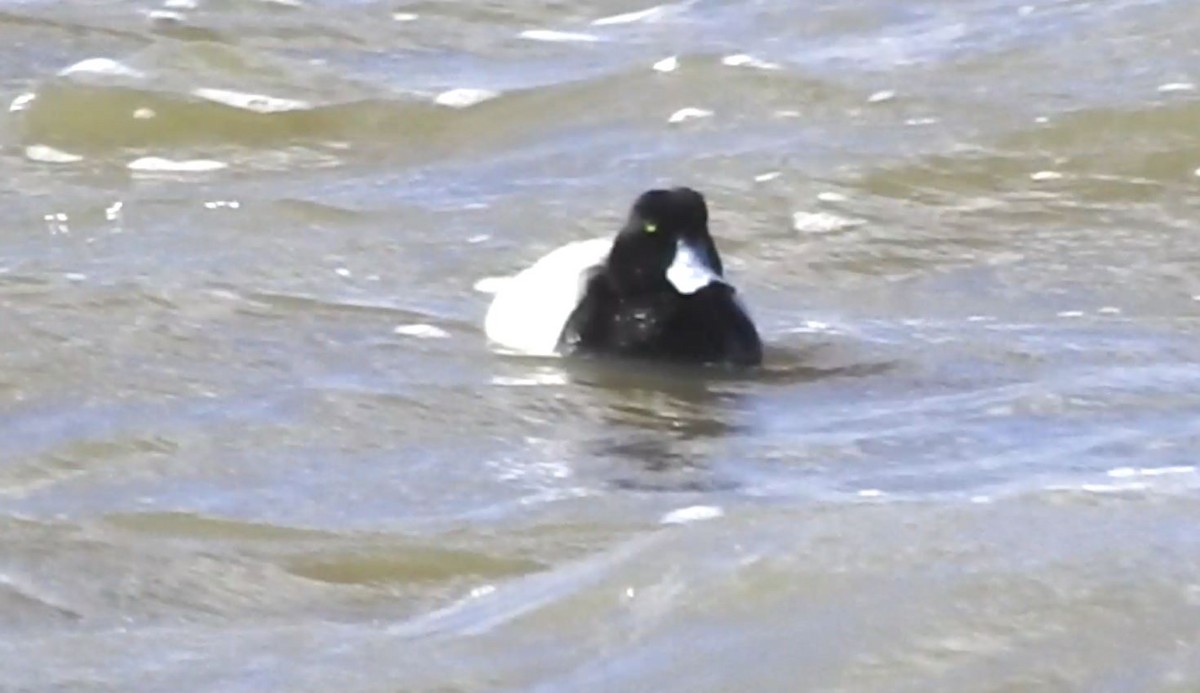 Greater Scaup - Rick Luehrs
