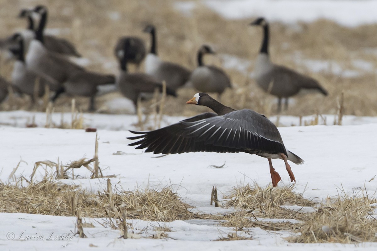 Greater White-fronted Goose - ML88135361