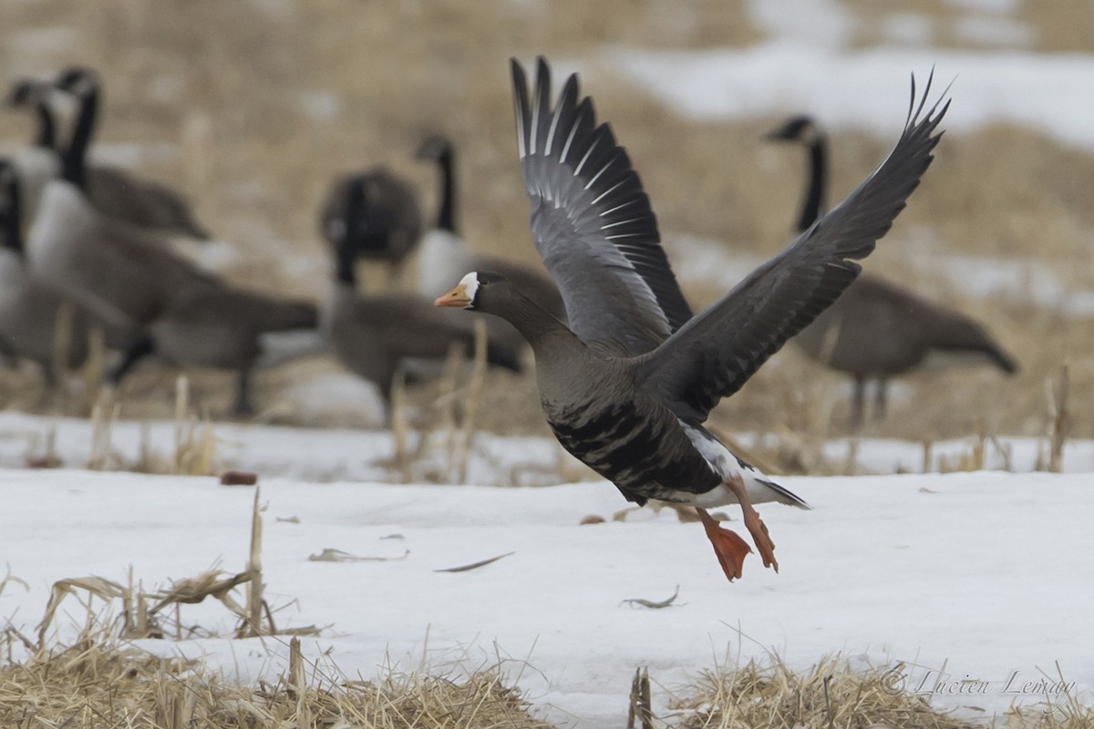 Greater White-fronted Goose - ML88135391