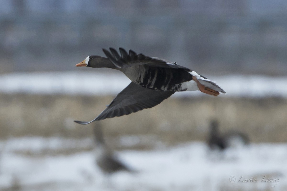 Greater White-fronted Goose - ML88135411