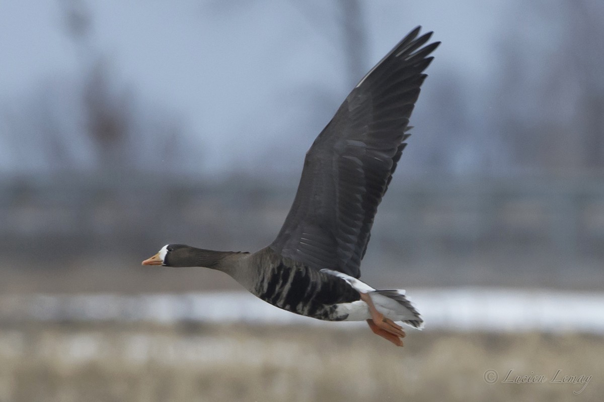 Greater White-fronted Goose - ML88135451