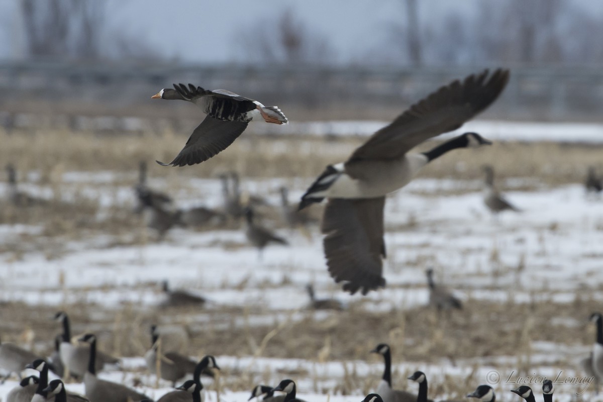 Greater White-fronted Goose - ML88135481
