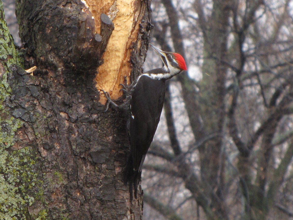 Pileated Woodpecker - Mourad Jabra