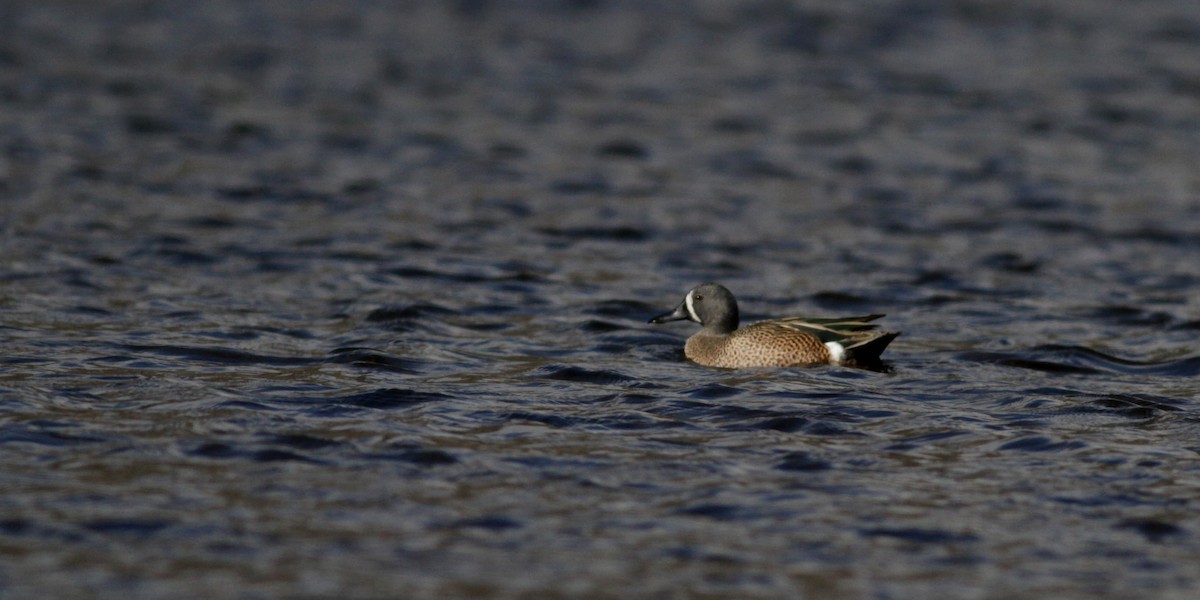Blue-winged Teal - ML88138341