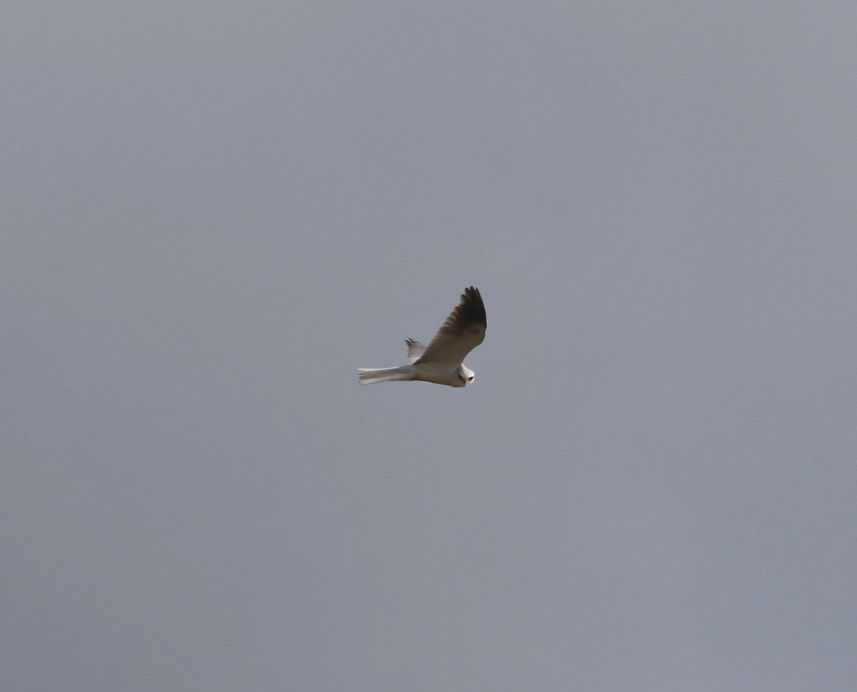 White-tailed Kite - ML88139611