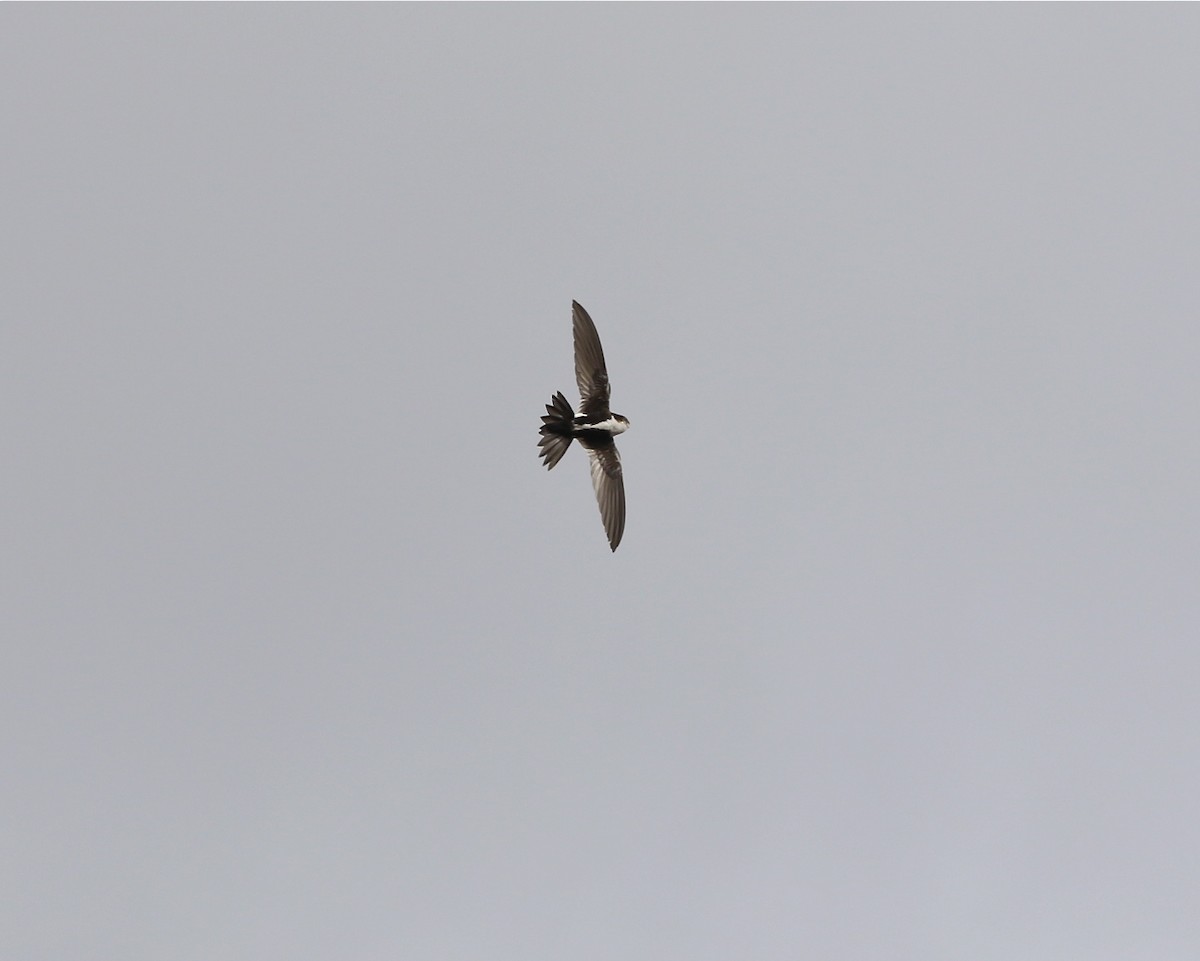 White-throated Swift - ML88139761