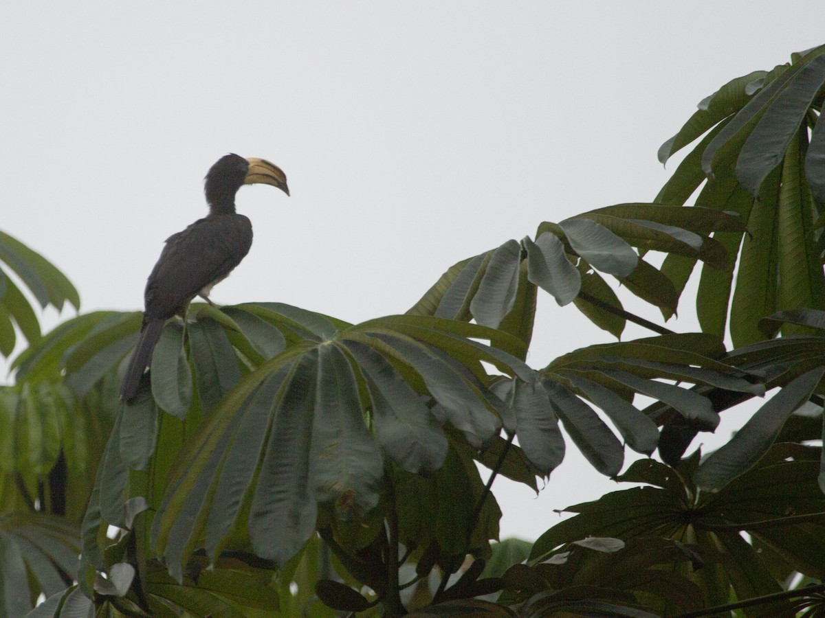 Congo Pied Hornbill - ML88139981