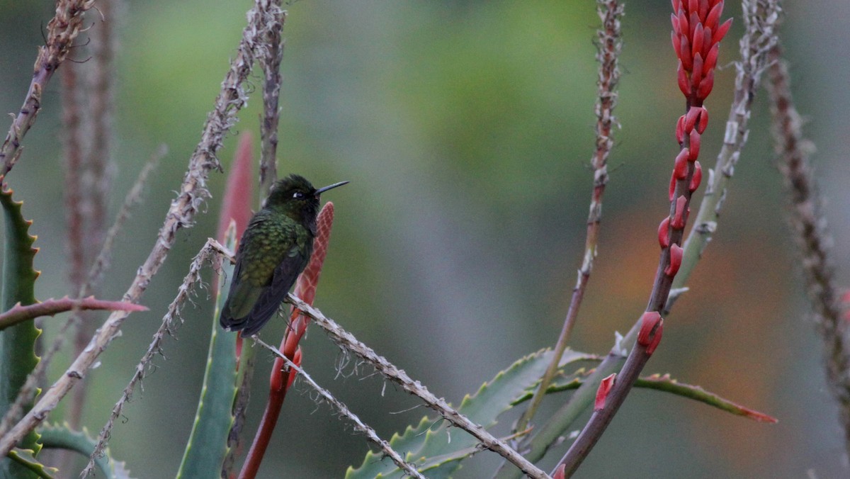 kolibřík dřišťálový (ssp. oreopola) - ML88140141