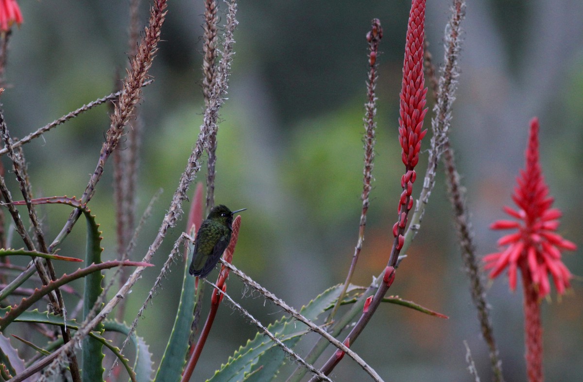 kolibřík dřišťálový (ssp. oreopola) - ML88140171