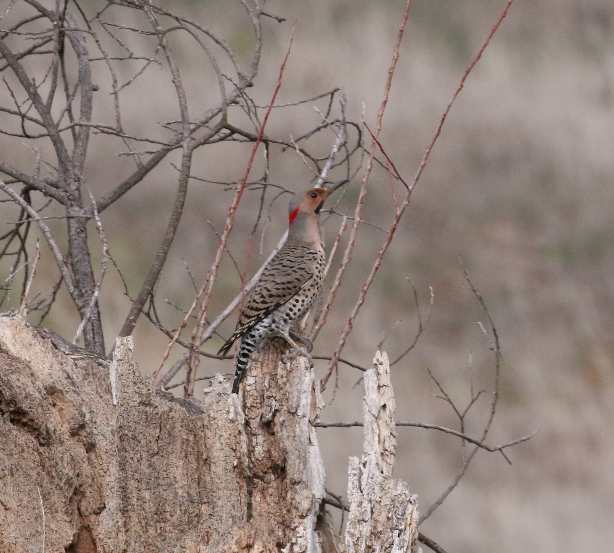 Northern Flicker (Yellow-shafted) - ML88140521