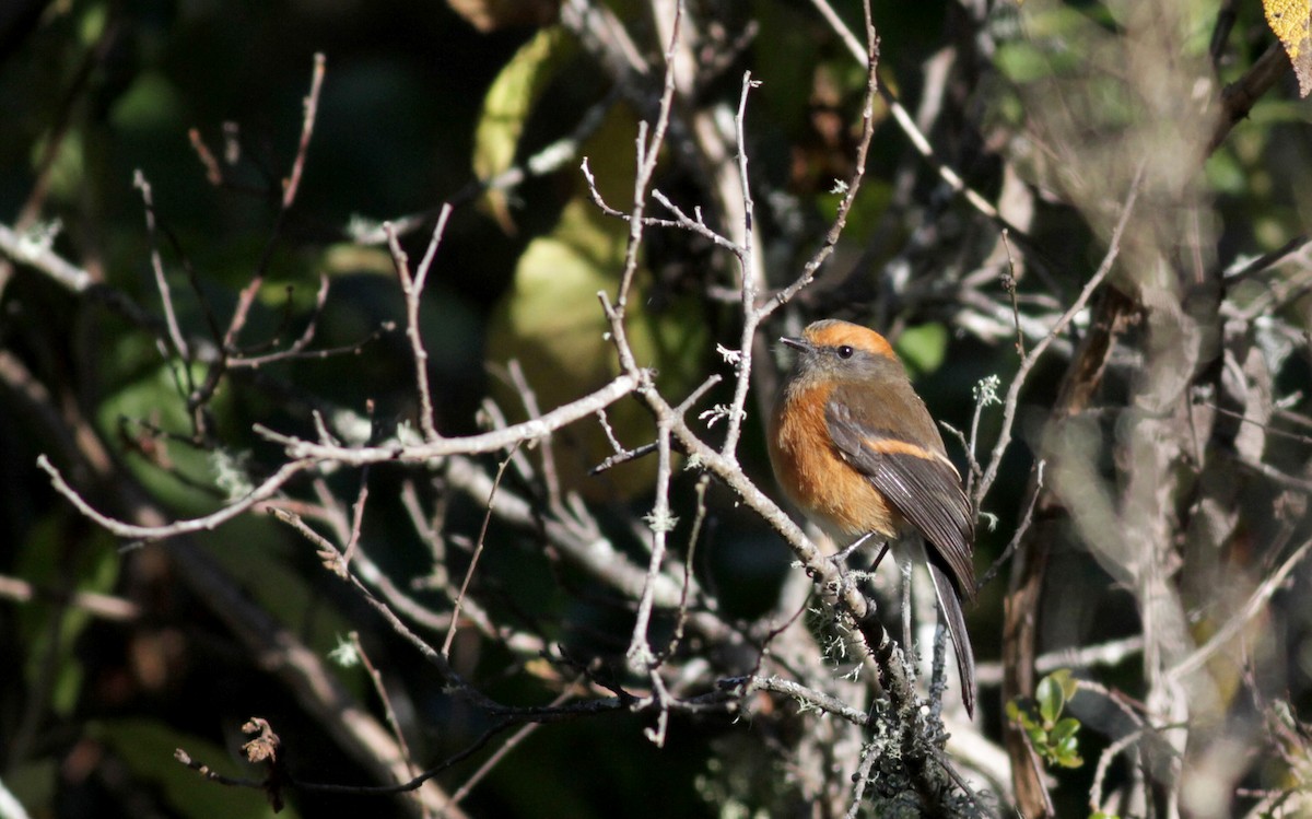 Rufous-browed Chat-Tyrant - ML88141271