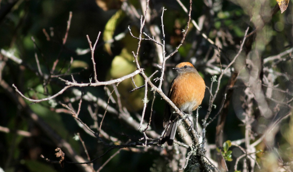 Rufous-browed Chat-Tyrant - ML88141301