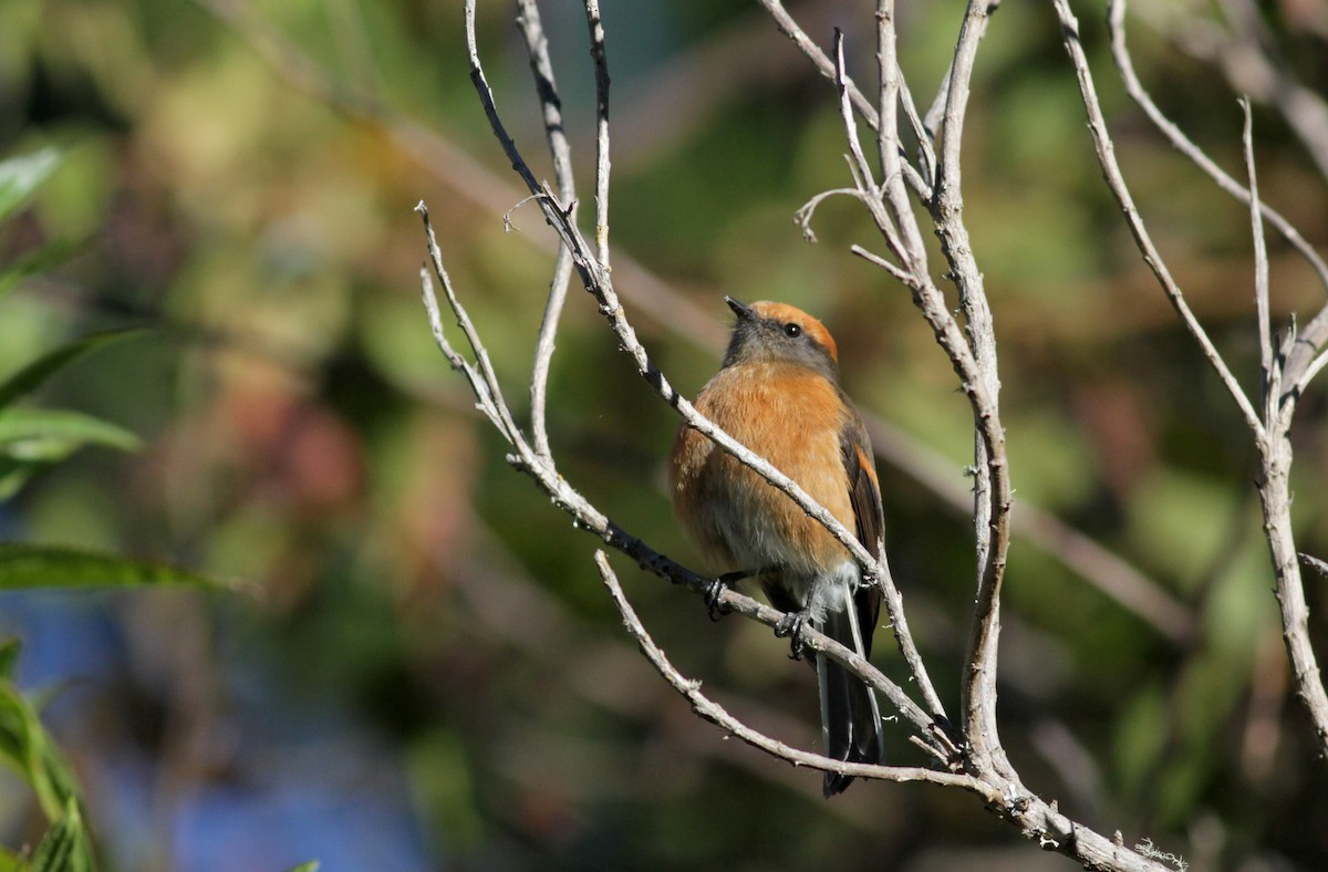 Rufous-browed Chat-Tyrant - ML88141331