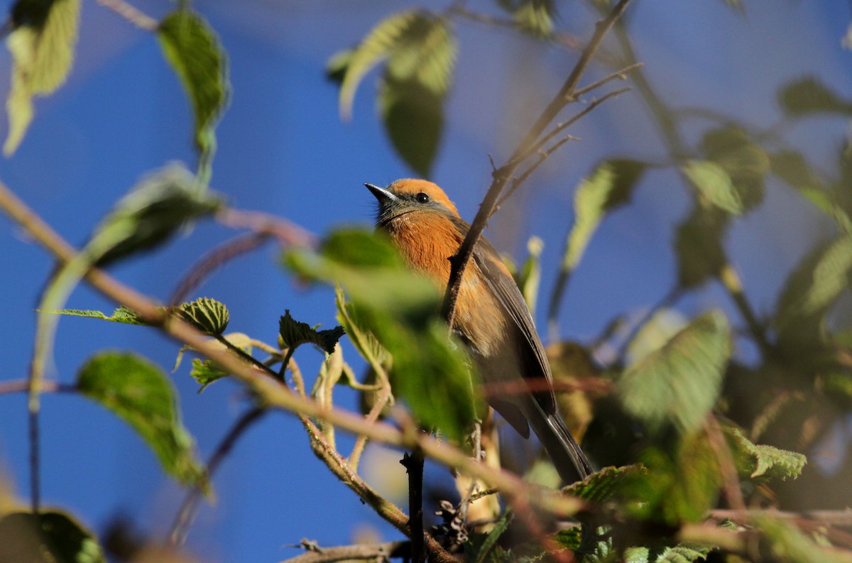 Rufous-browed Chat-Tyrant - ML88141451
