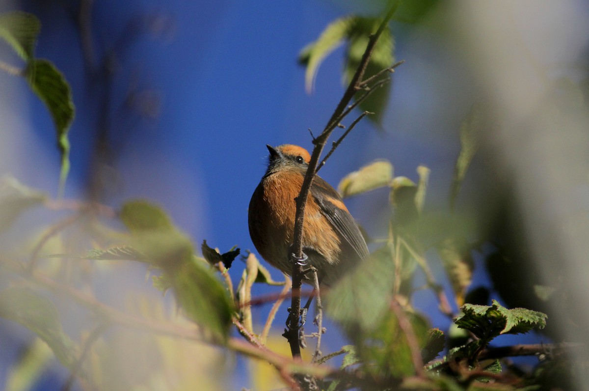 Rufous-browed Chat-Tyrant - ML88141461