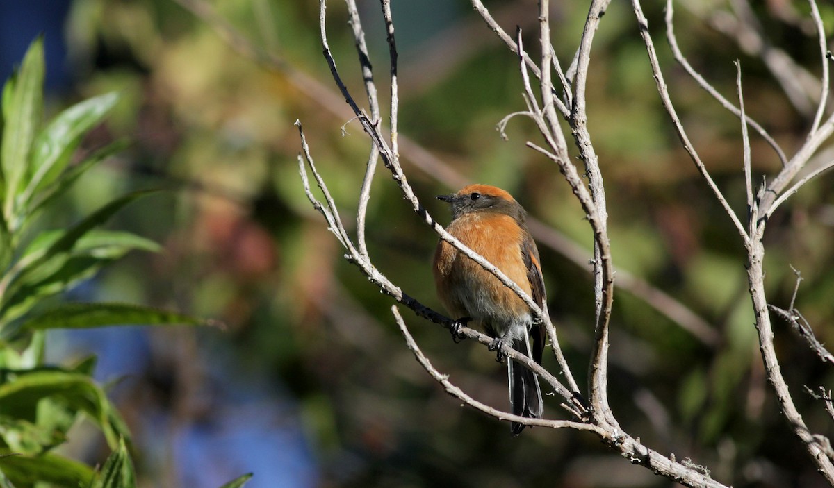 Rufous-browed Chat-Tyrant - ML88141471