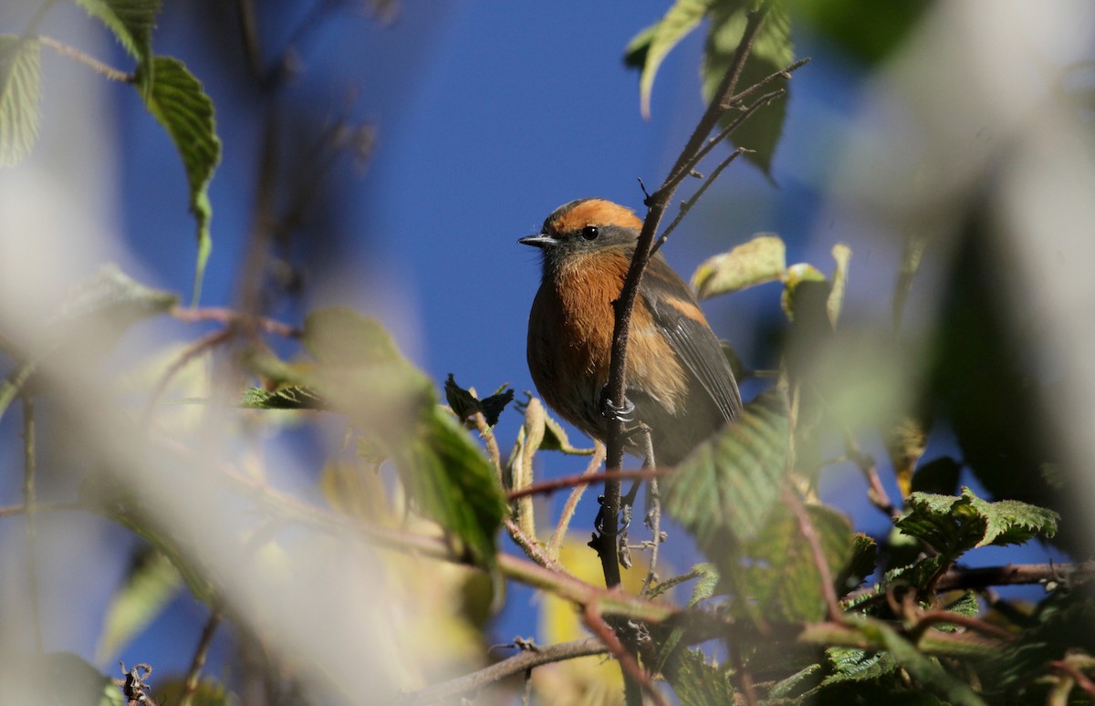 Rufous-browed Chat-Tyrant - ML88141491