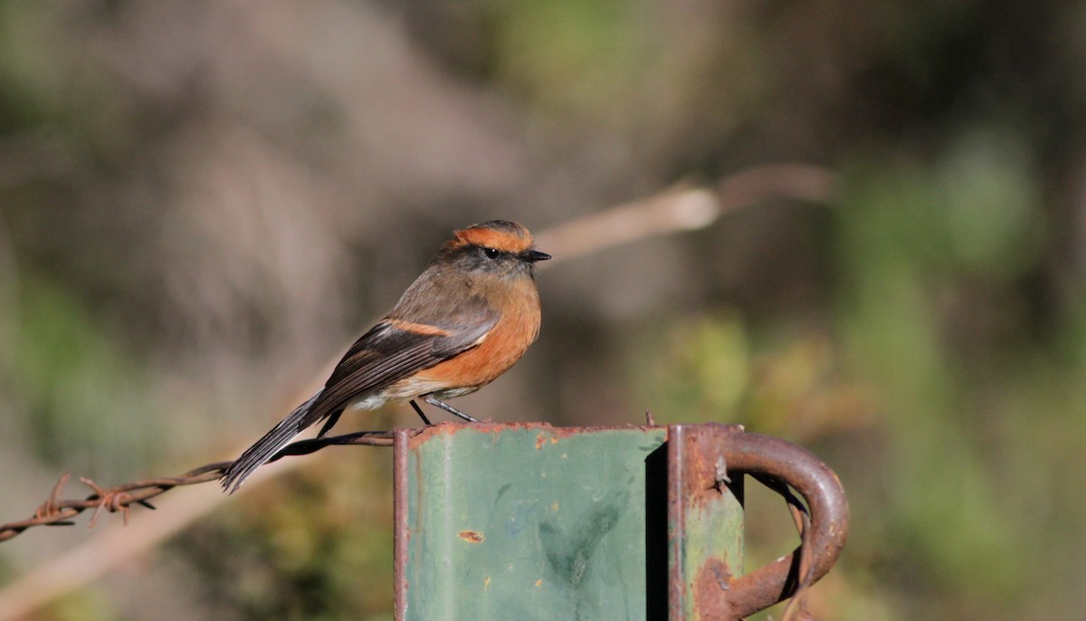 Rufous-browed Chat-Tyrant - ML88141501