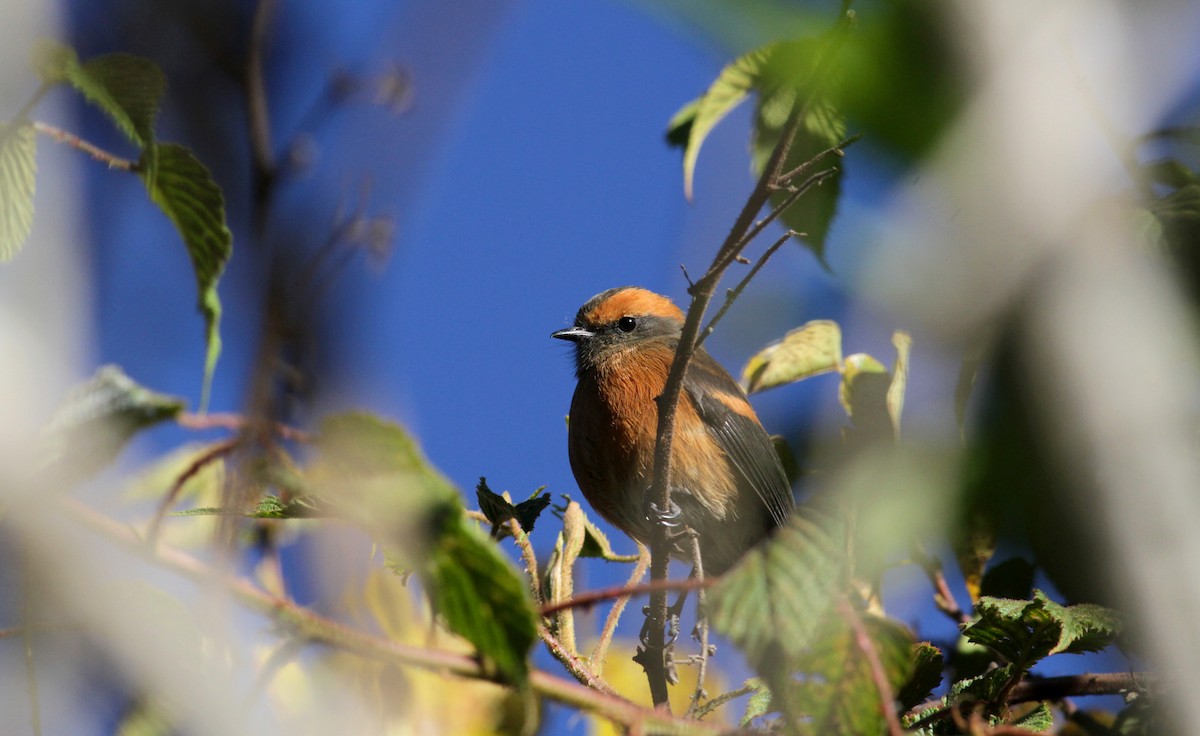 Rufous-browed Chat-Tyrant - ML88141521