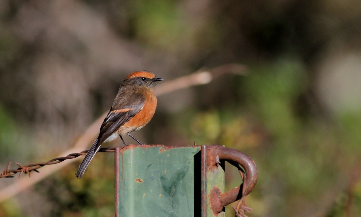 Rufous-browed Chat-Tyrant - ML88141551