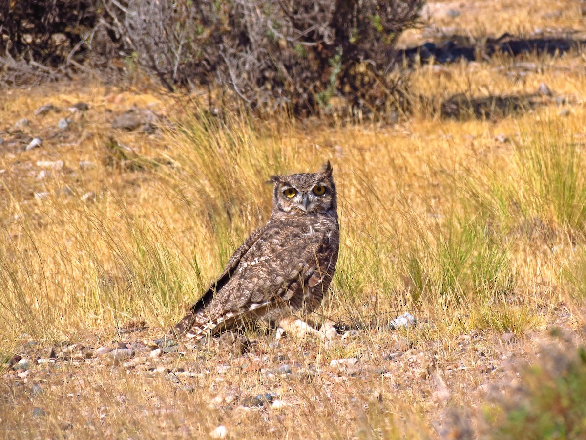 Lesser Horned Owl - ML88144511