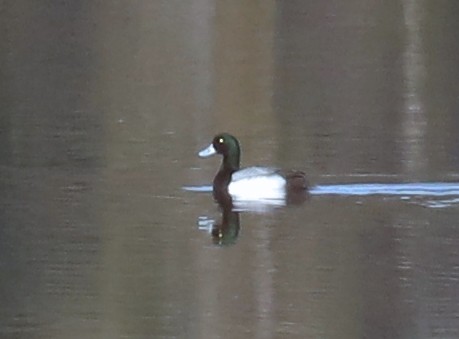 Greater Scaup - ML88147341